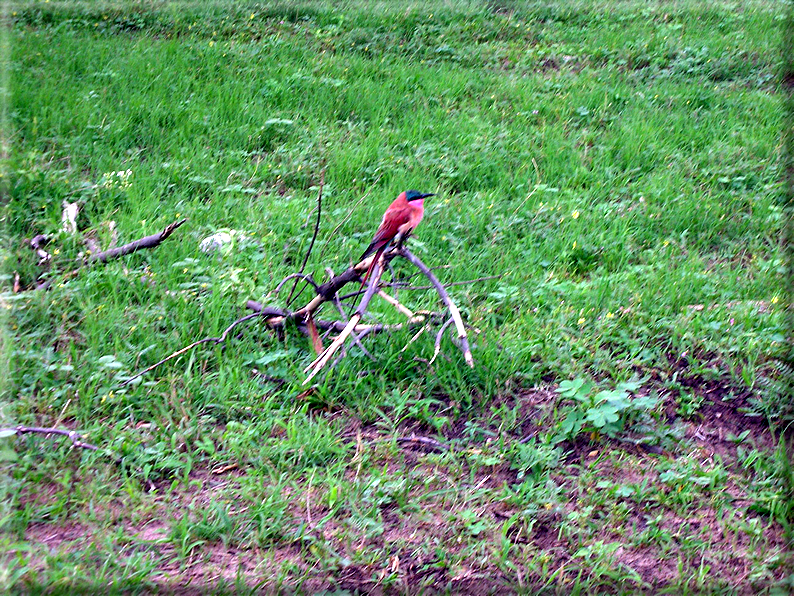 foto Parco nazionale del Chobe